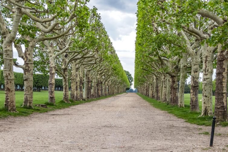 Foret-Domaniale-de-Meudon-The 7 Forests to Visit with Family Around Paris