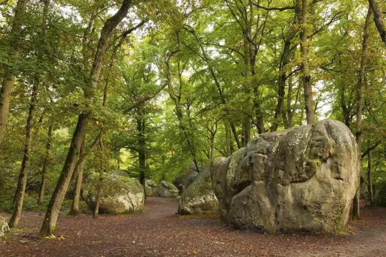 Foret-de-Fontainebleau-The 7 Forests to Visit with Family Around Paris