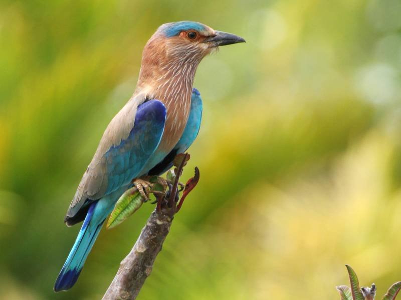 Ranthambore国家公园的鸟