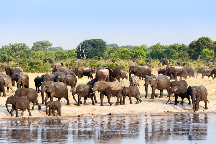 卡富埃（Kafue）国家公园的大象群