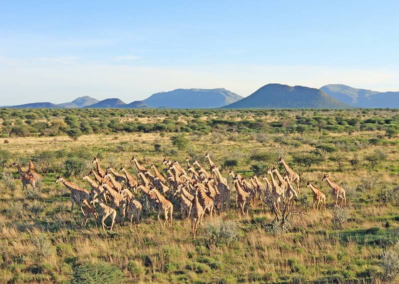 埃林迪私人动物保护区的长颈鹿