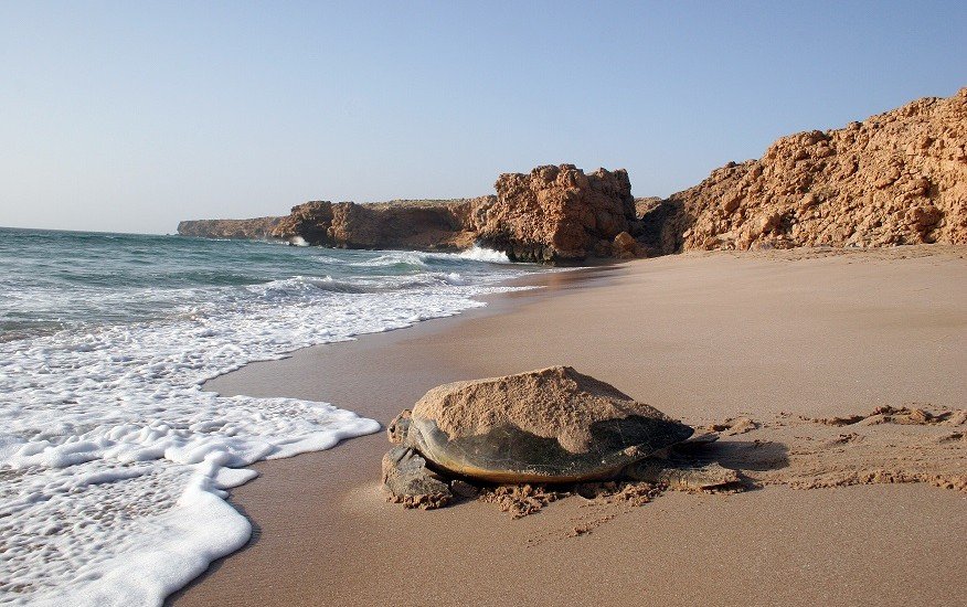 拉斯阿尔卡金兹（Ras Al Jinz）的绿海龟