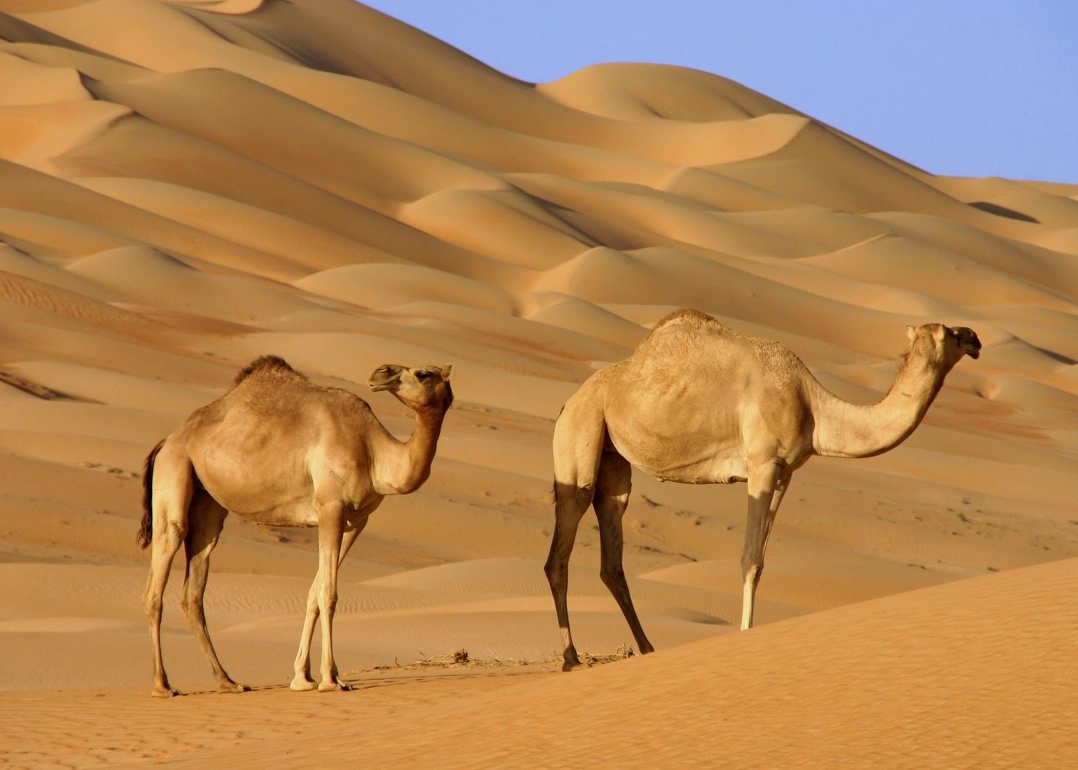 瓦伊巴沙丘Wahiba Sands的骆驼