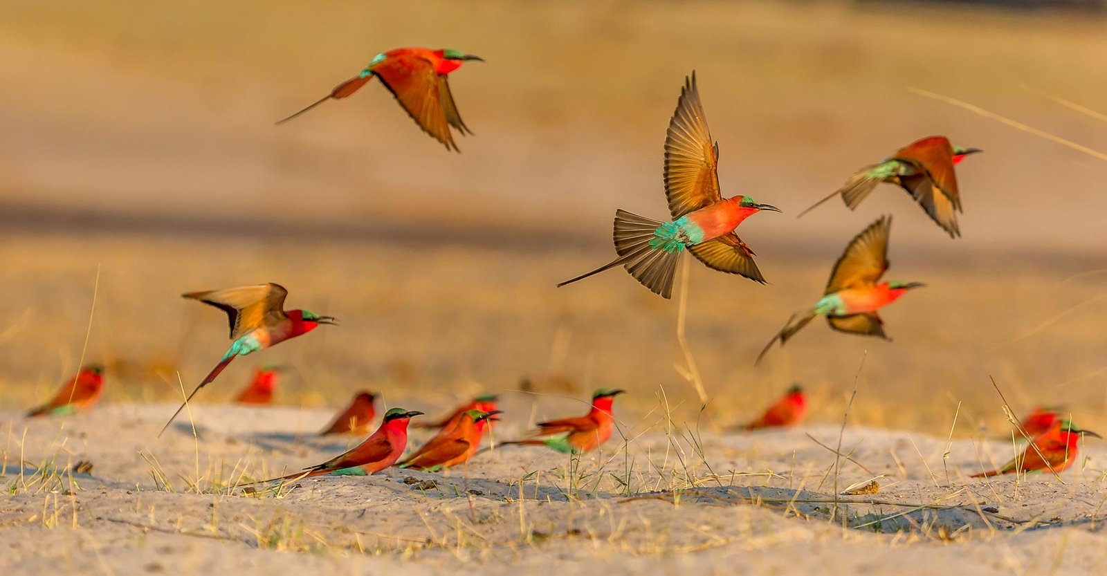 赞比亚南部胭脂红食蜂鸟