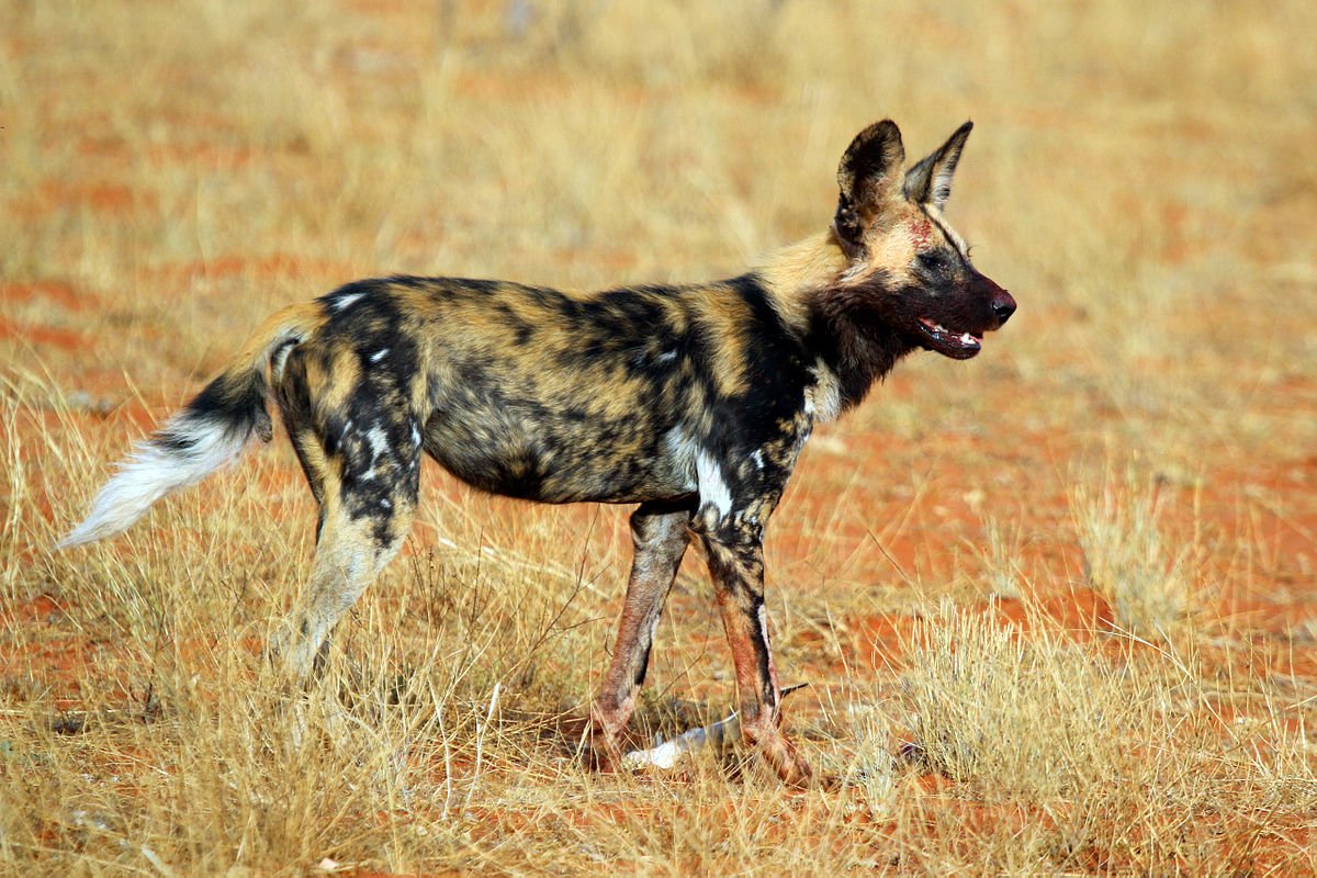 赞比亚非洲野狗