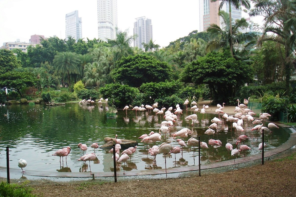 粉红色火烈鸟 九龙公园亲子游 的亮点