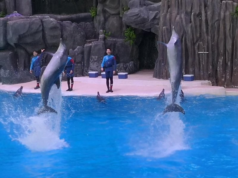珠海长隆的海豚演出 珠海长隆自驾亲子游