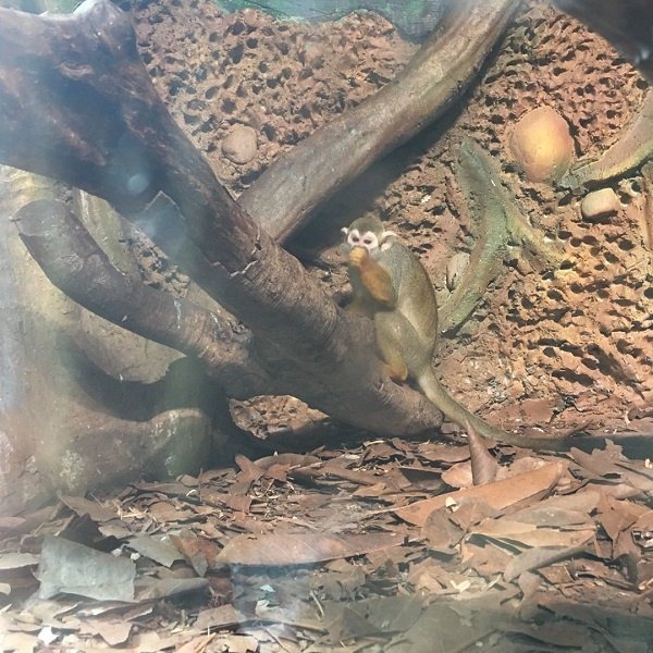 世界最小的候狨猴 长隆动物园亲子游 广州亲子游 广东亲子游