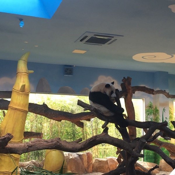 长隆野生动物园亲子游 ，长隆动物园的大熊猫 广州亲子游