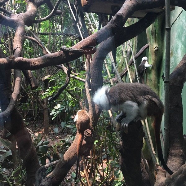长隆野生动物园亲子游家庭旅游 长隆动物园的猿猴