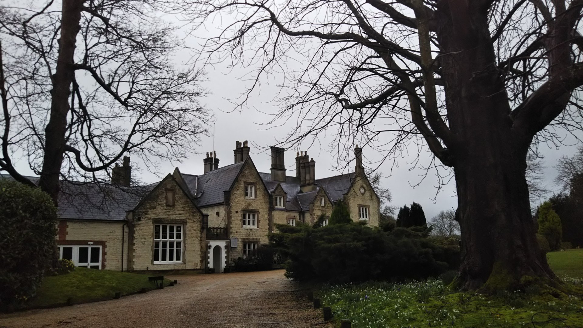 巨木🌳を倒すイギリスの嵐に驚き⁉