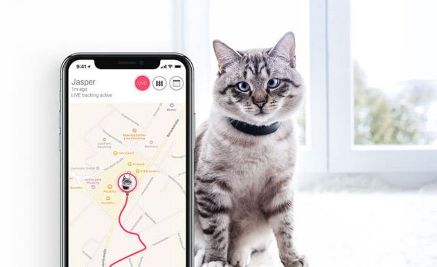 Five smart health connected objects to take care of your cat Best smart health innovation