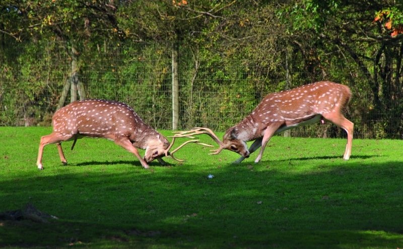 Zoo planete sauvage loire atlantique deer fighting
