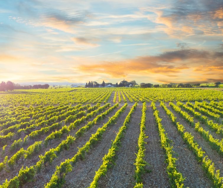 参观阿维尼翁：日出时的 Chateauneuf du Pape 葡萄园