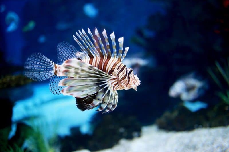 水族馆，比亚里茨