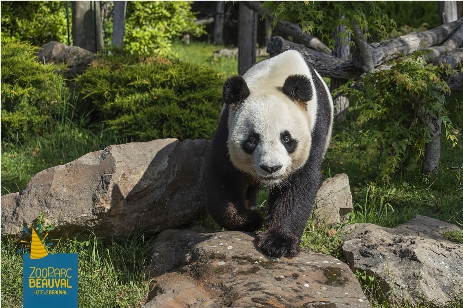 Beauval Zoo 的用餐地点：最好的餐厅