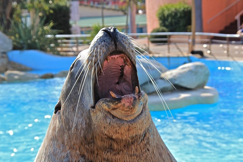 Marineland, 昂蒂布