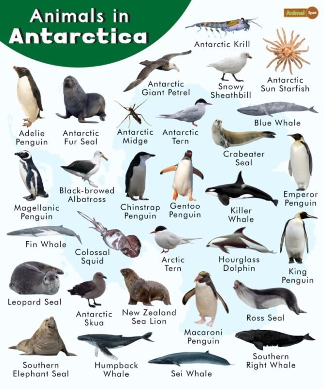 Animals-in-Antarctica Fun Facts About Antarctica for Kids