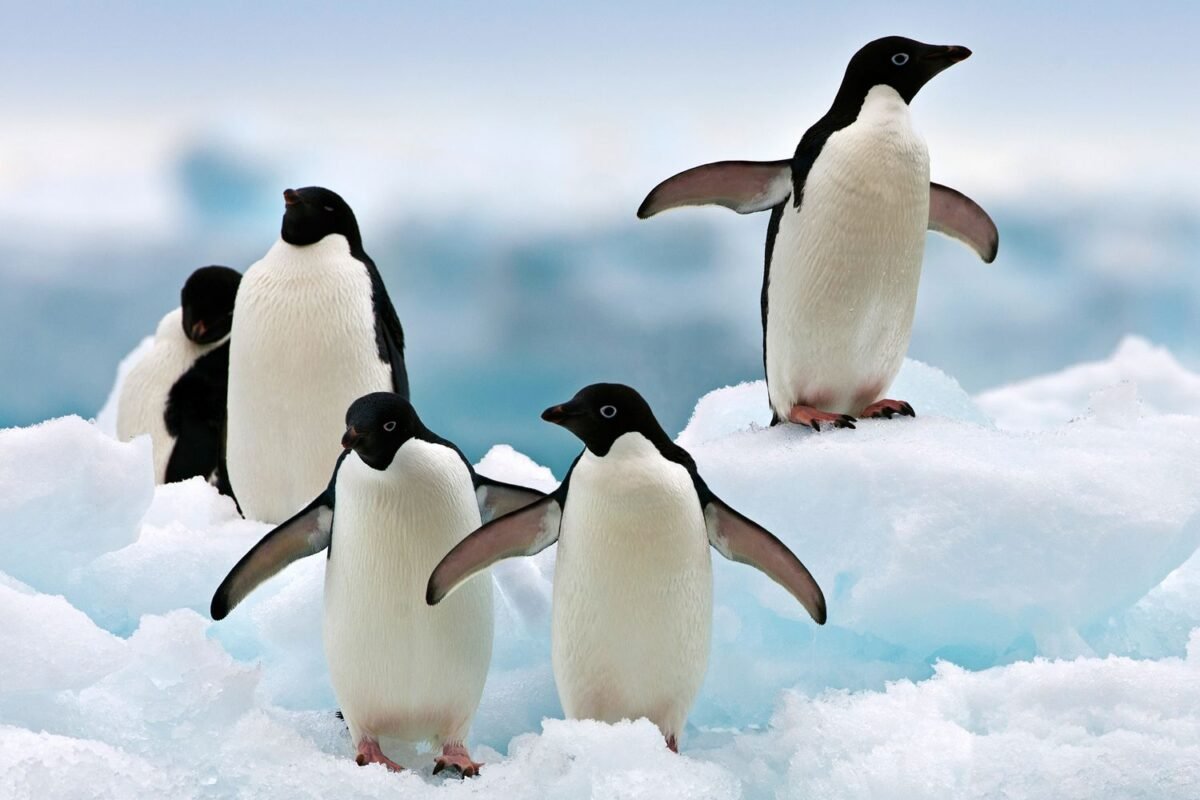 adelie penguin pronunciation